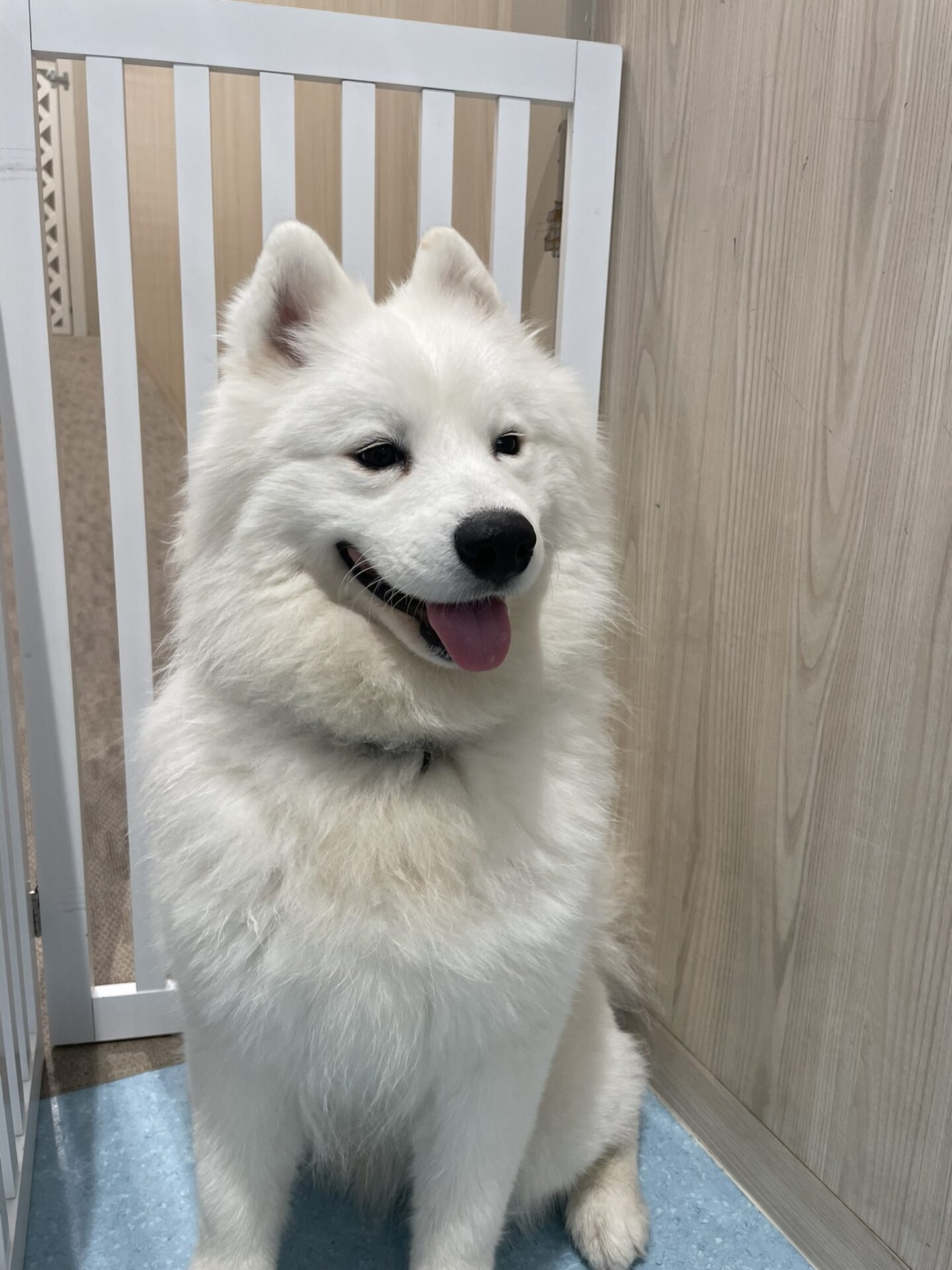 A beaming "Samoyed Smile" at Samoyed Cafe AL.