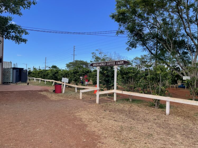 グリーンワールド・コーヒーファームの敷地内にあるコーヒーの木。自由に見学できるハワイのローカル農園。