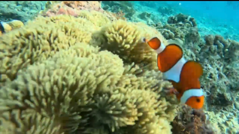 セブ島スミロン島でシュノーケリング中にGoProで撮影したカクレクマノミ