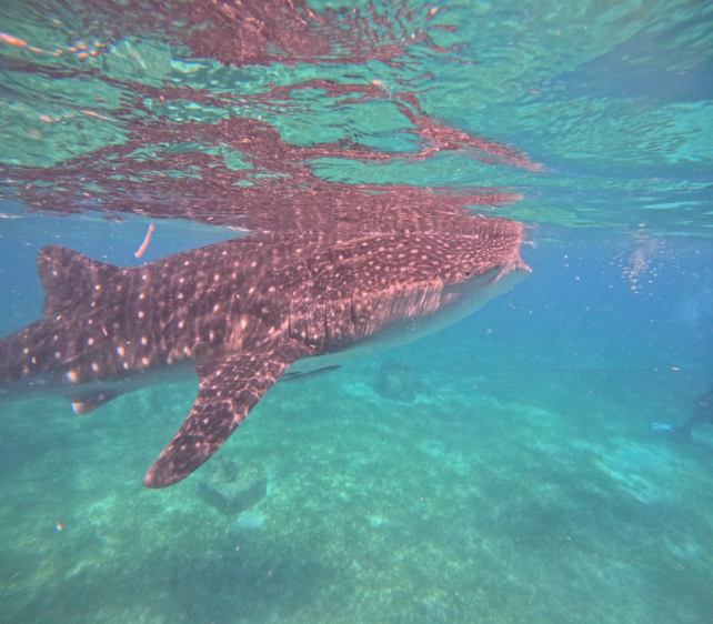 フィリピンの海でジンベエザメと泳ぐ様子。esimsanで実現する快適な海外旅行のイメージ。