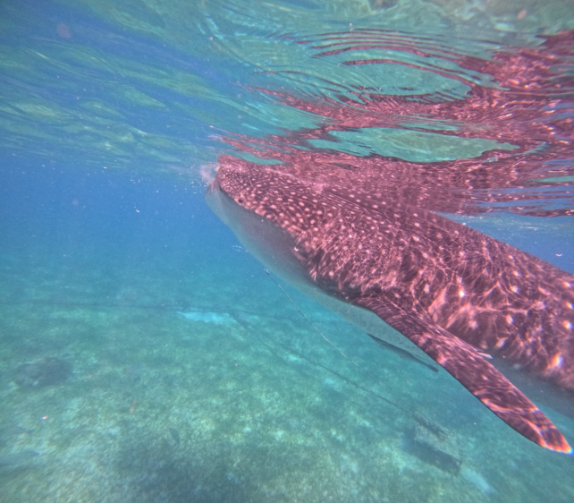 セブ島オスロブの透明な海で、水面近くを泳ぐ巨大なジンベエザメ。